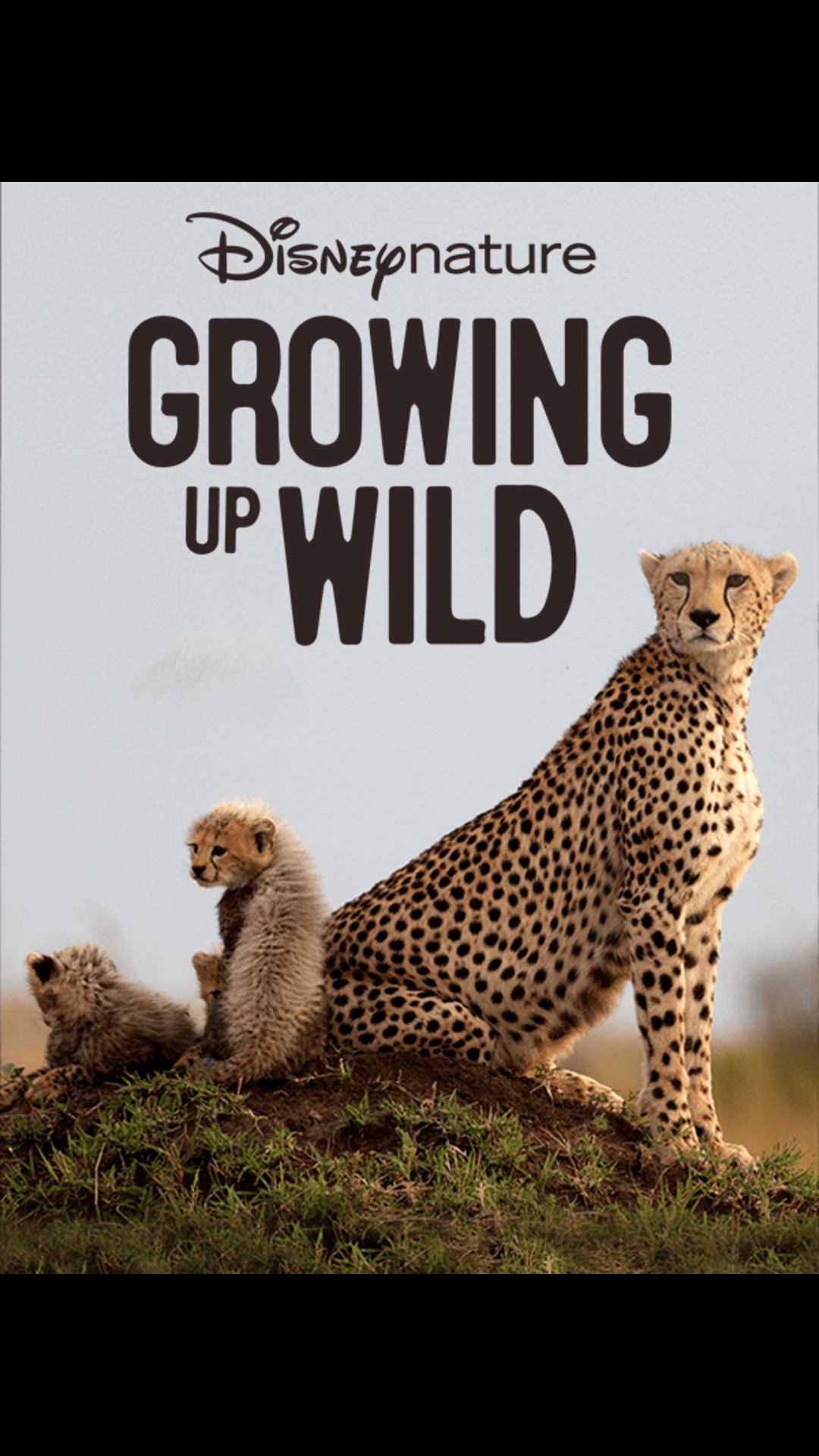 Tigers on the Rise on Disney+ South Africa | English Documentary Movie