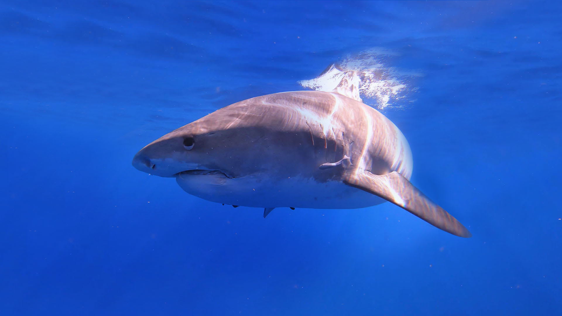 Hawaii: Sharks Of The Fire Goddess - Disney+