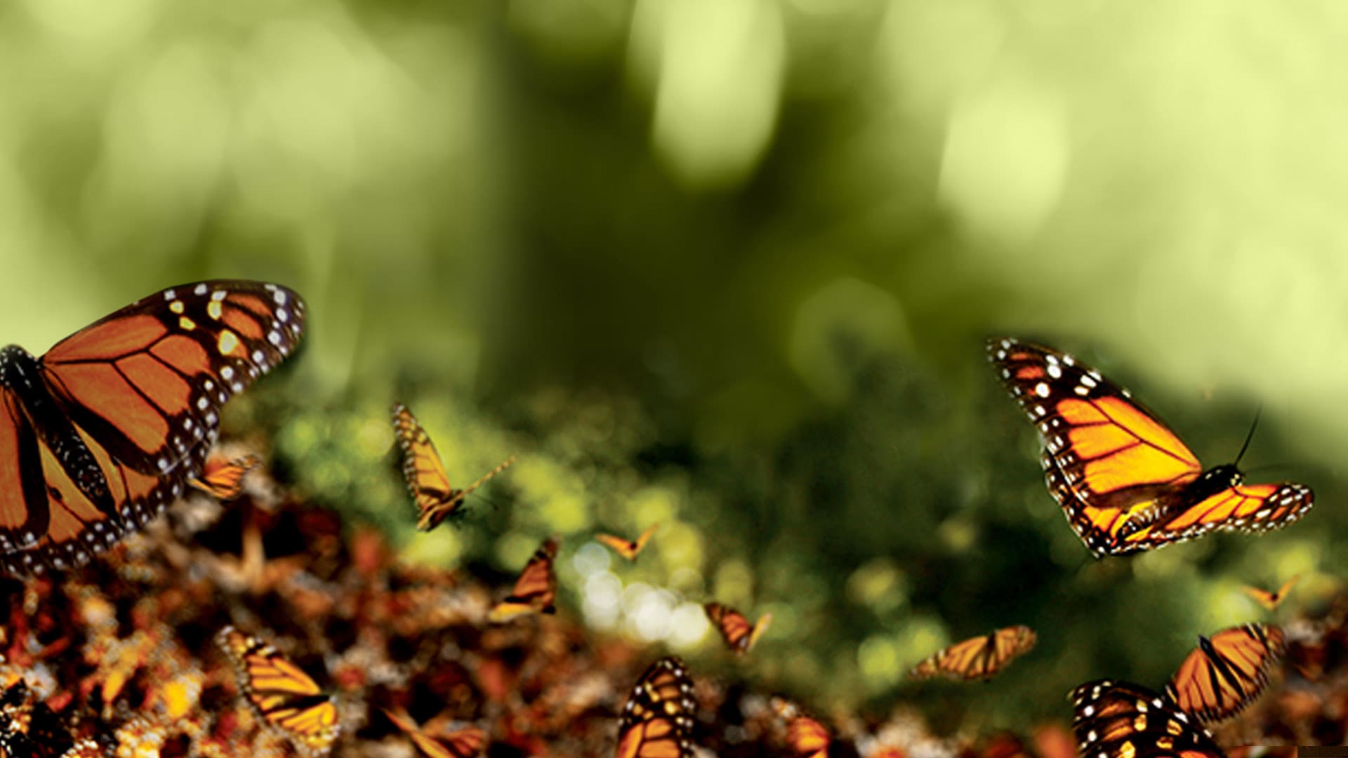 Great Migrations On Disney South Africa English Docuseries Series