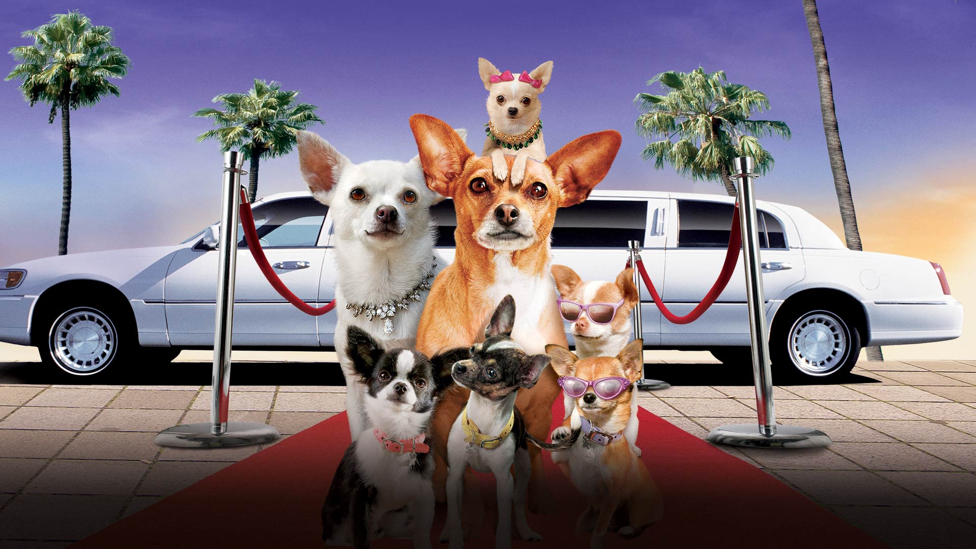 Beverly Hills Chihuahua 2 on Disney+ Kuwait | English Spanish (Latin ...