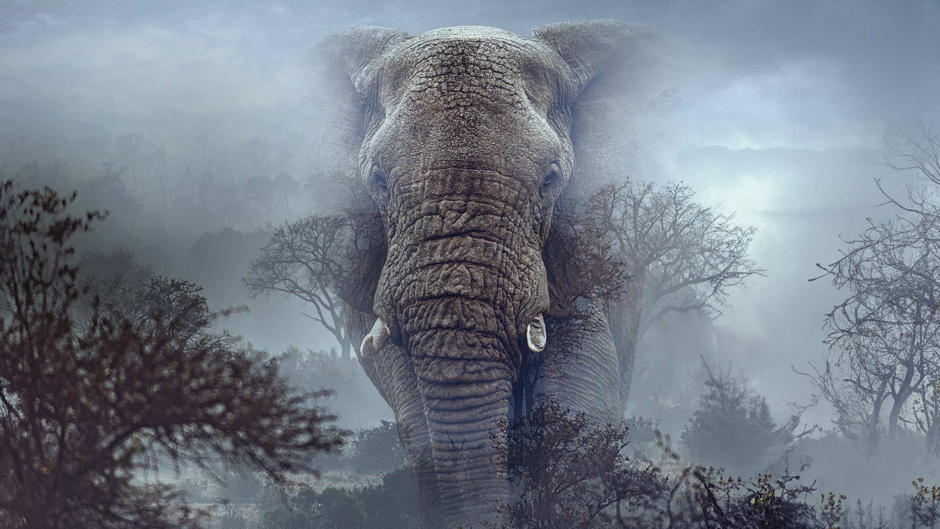 Ghost Elephants on Disney+ South Africa | English Documentary Movie