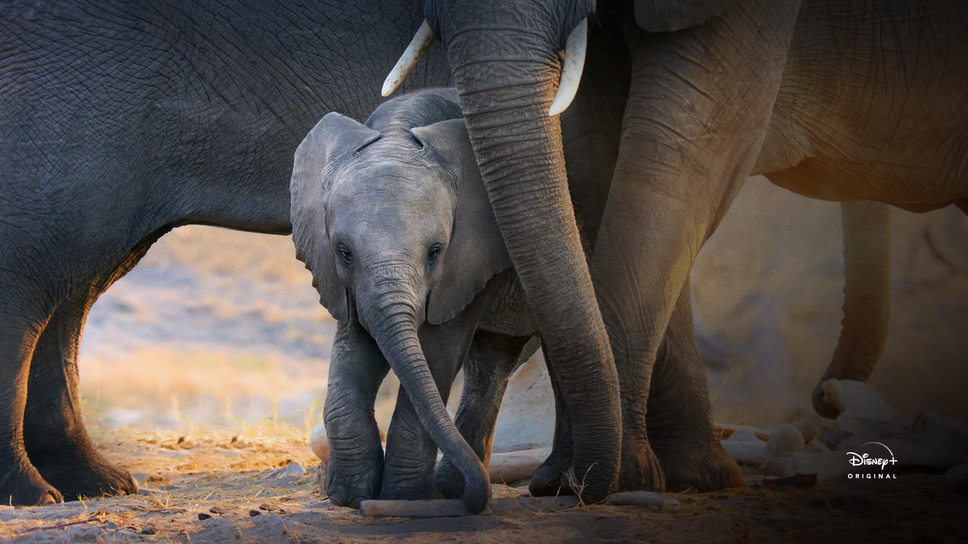 Elephant on Disney+ South Africa | English Documentary Movie