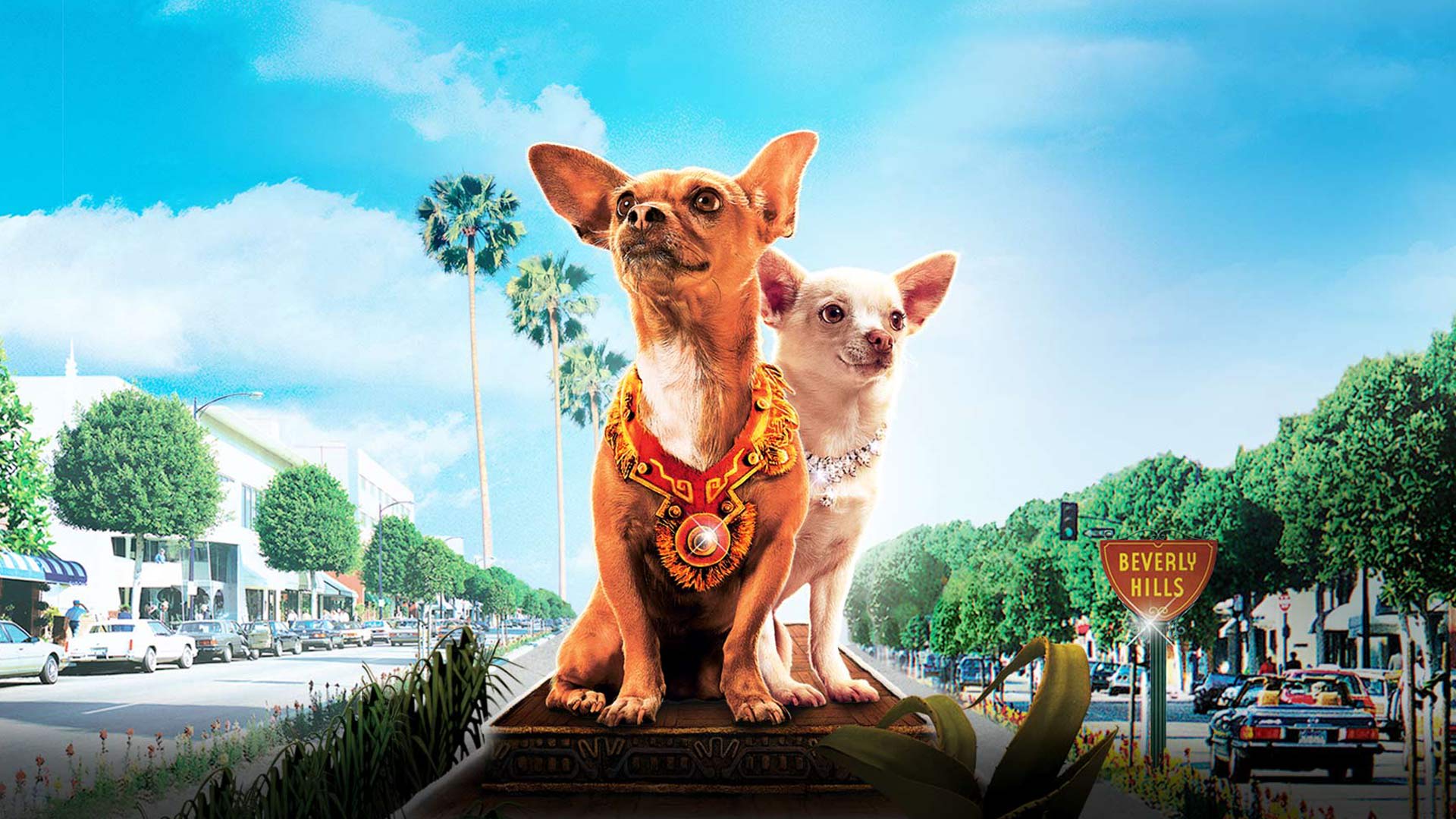 Chihuahua Di Beverly Hills