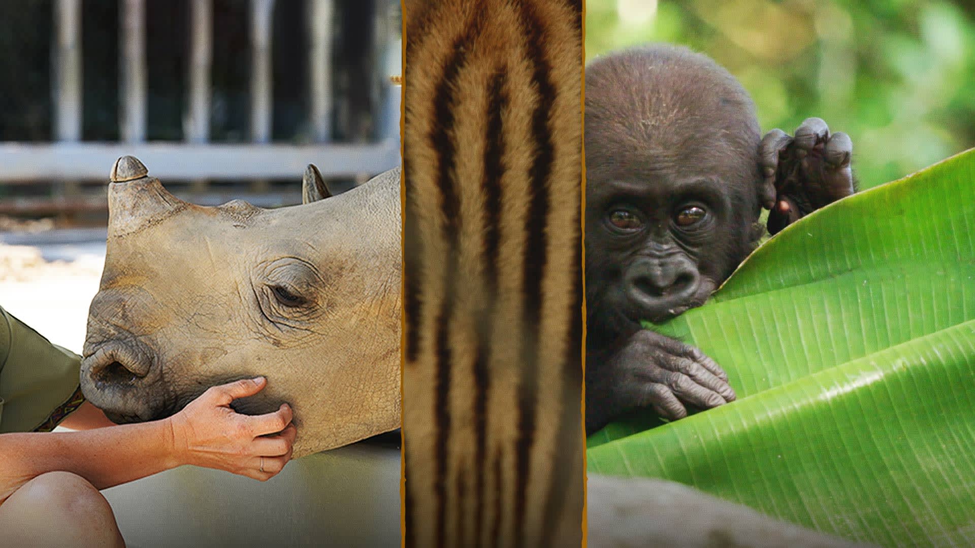 JioHotstar - Watch TV Shows, Movies, Specials, Live Cricket & Football