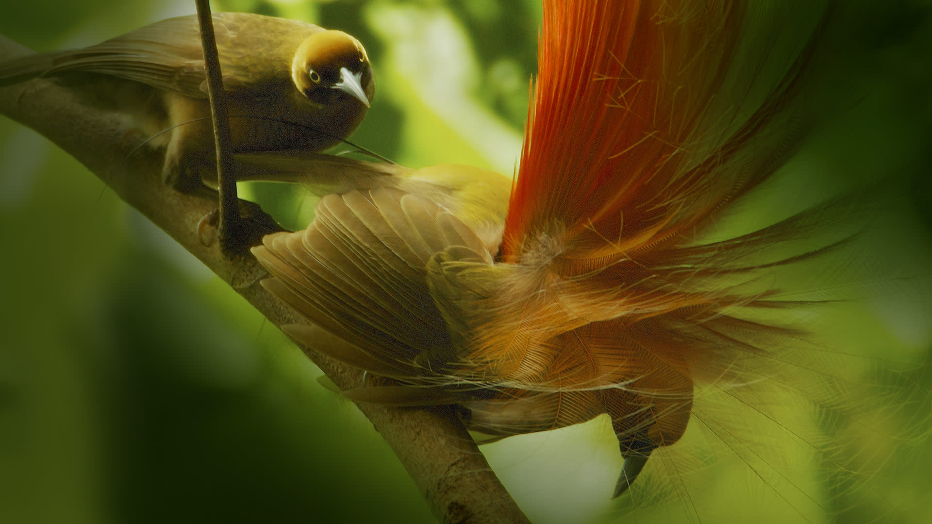 Winged seduction birds of paradise on disney united arab emirates