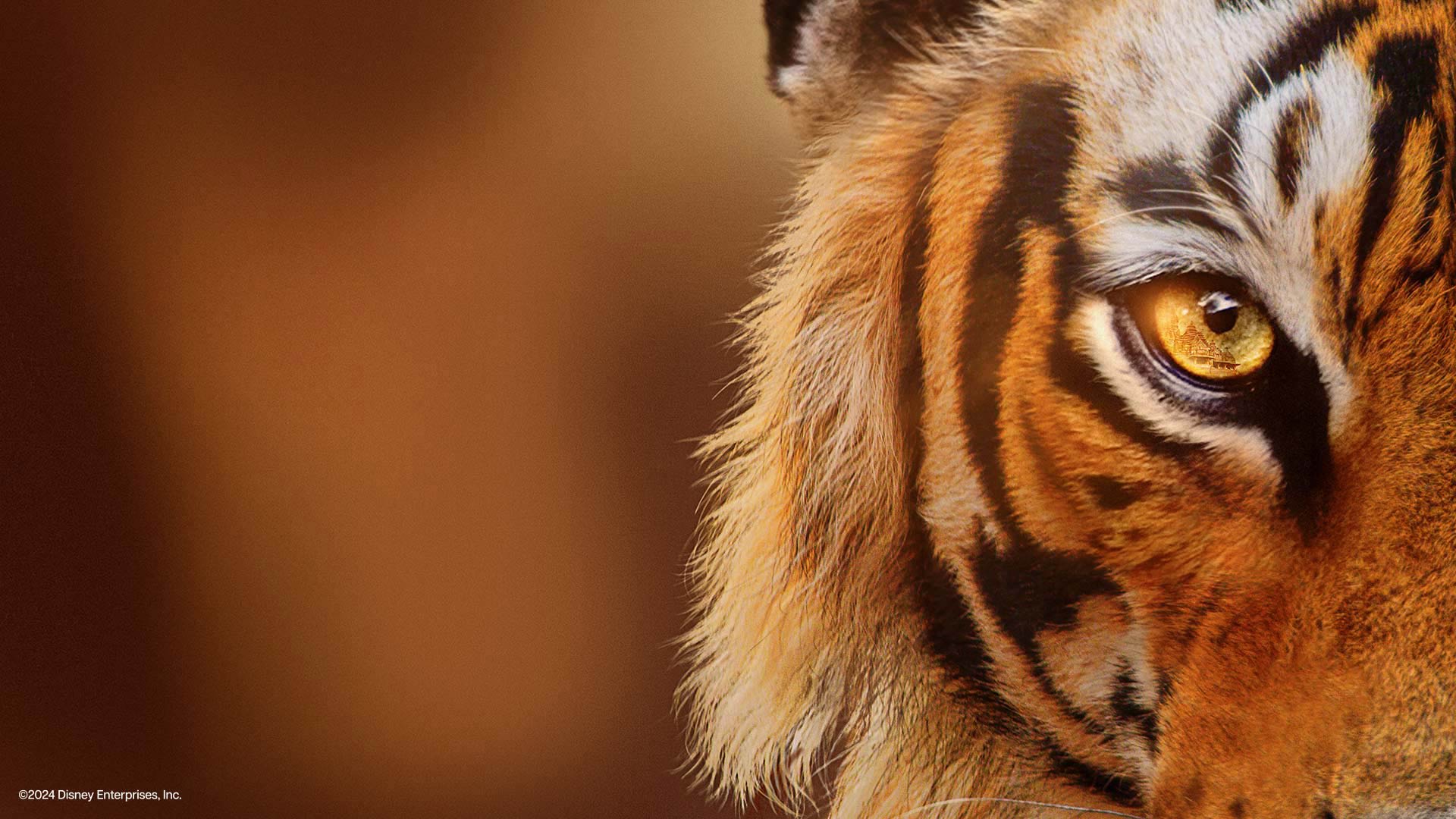 Tigers on the Rise - Disney+ Hotstar