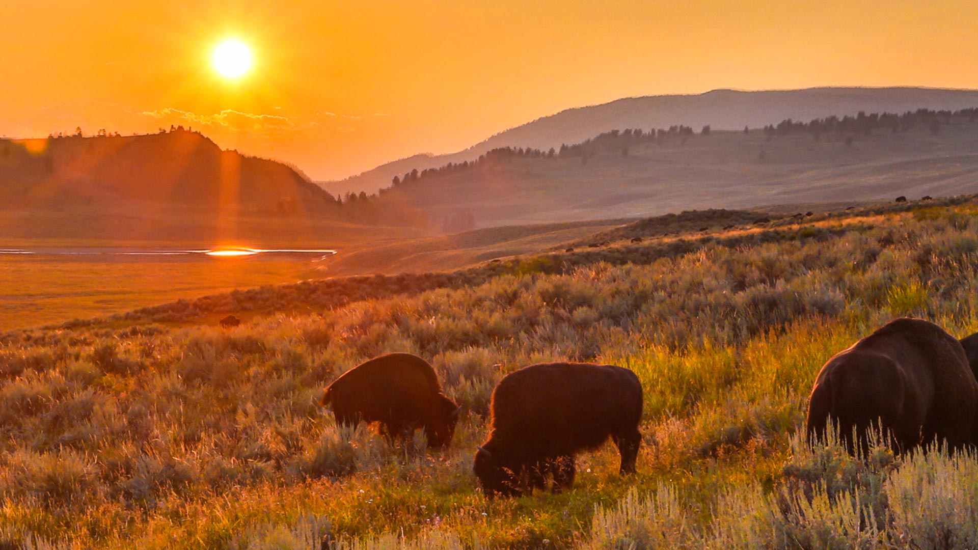 Wild Yellowstone on Disney+ United Arab Emirates English Spanish