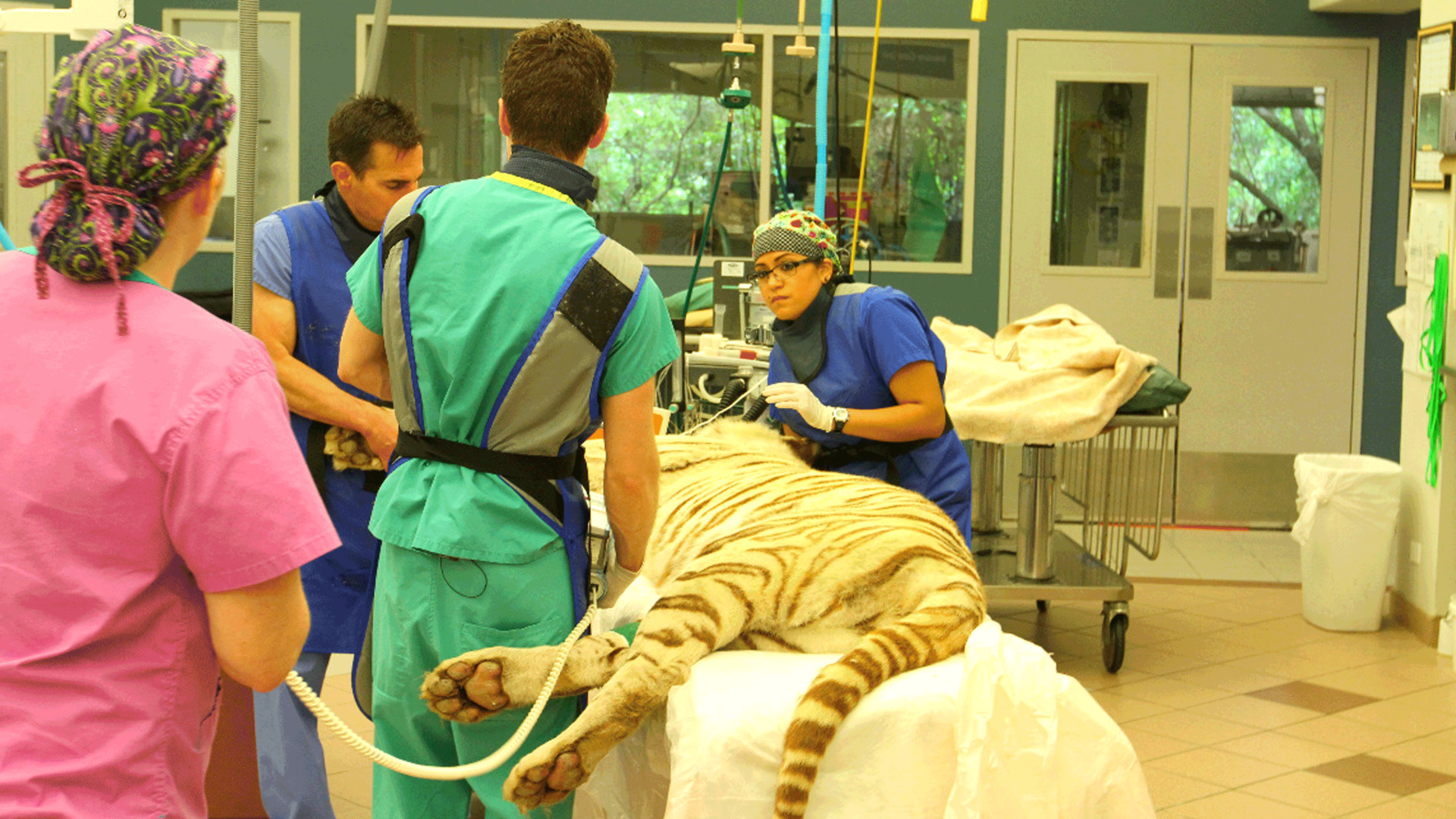 Animal ER Disney 