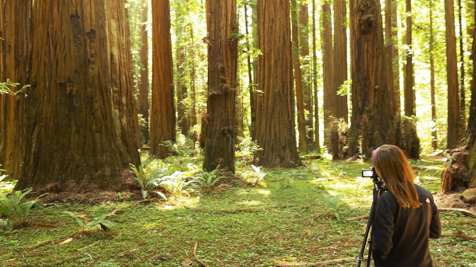 Nature Boom Time Disney+