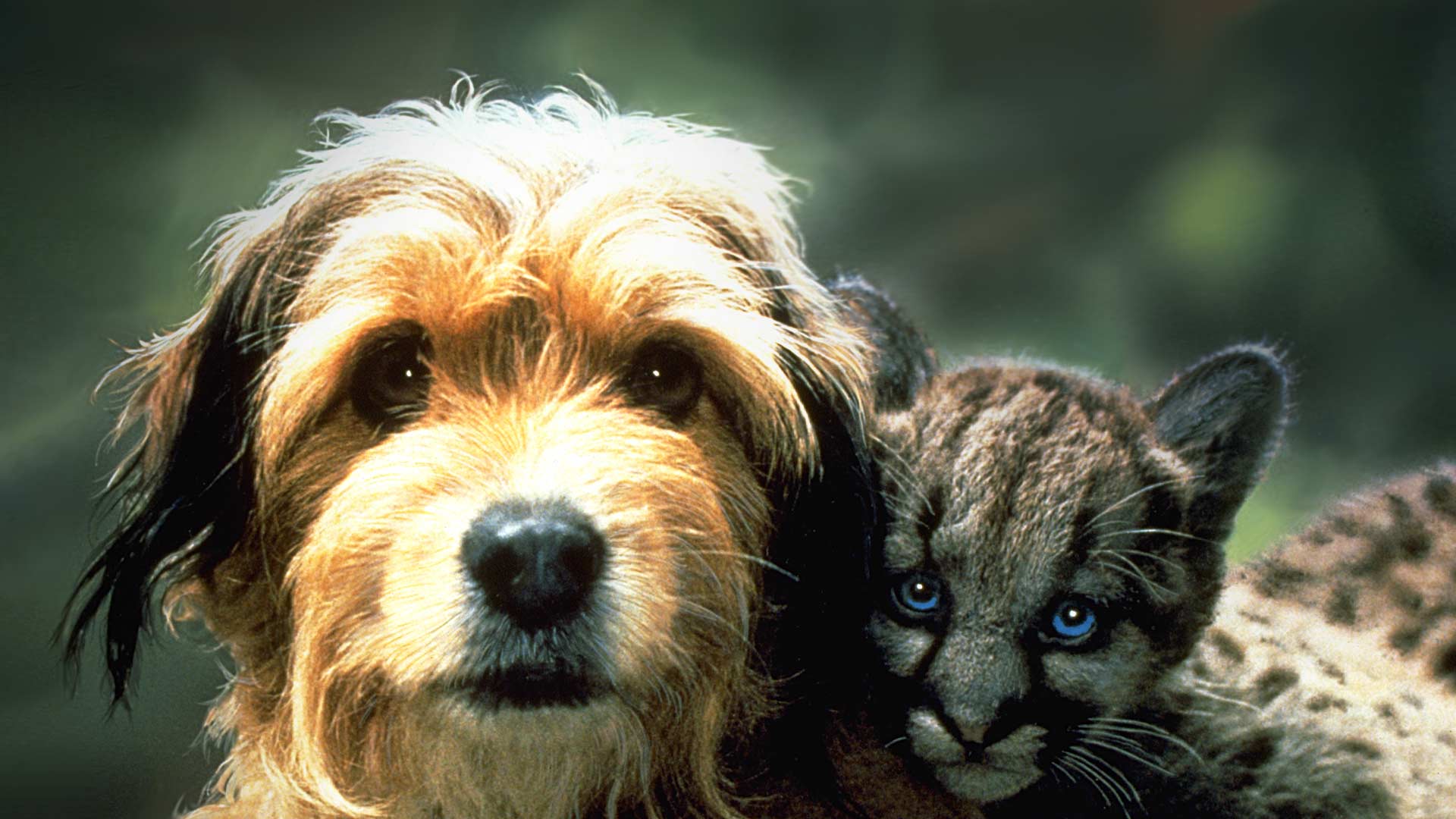 Benji the Hunted - Disney+