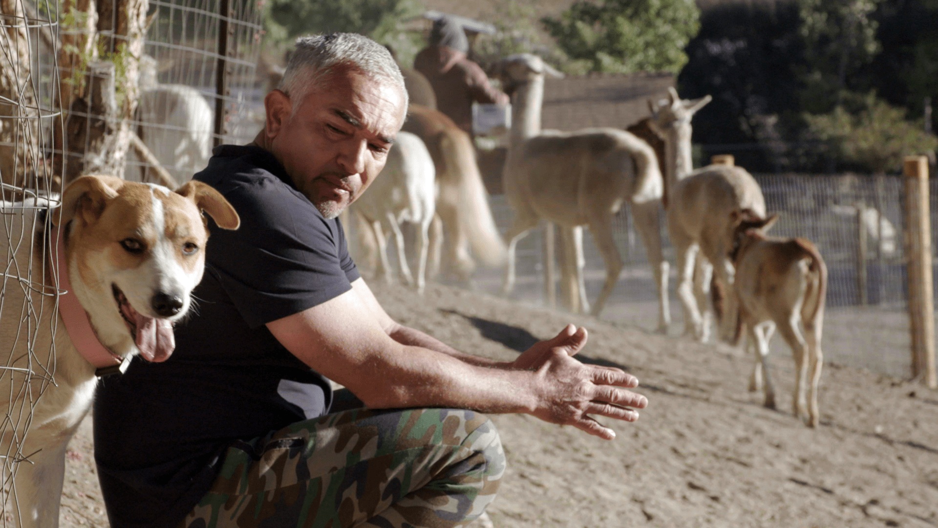 Cesar Millan: Better Human Better Dog - Disney+