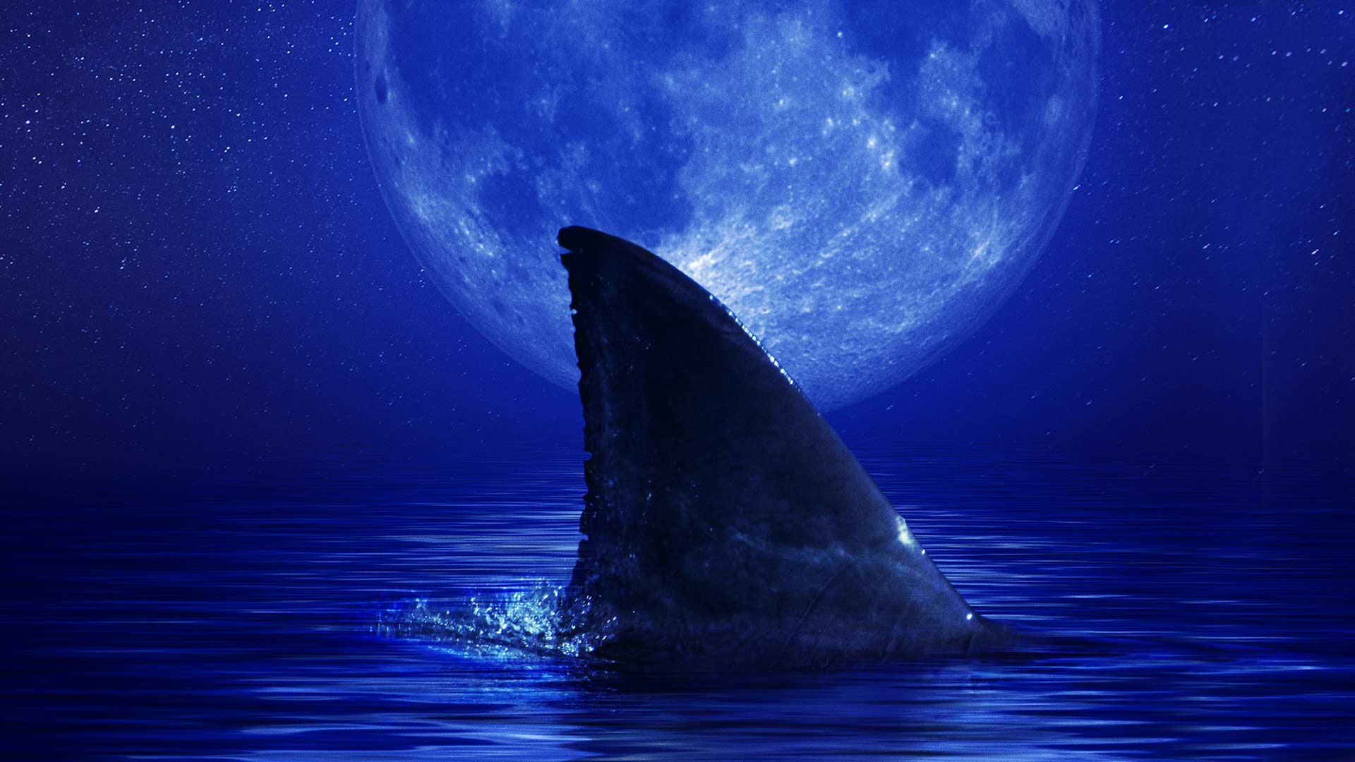 Shark Side of the Moon on Disney+ Iraq English German Spanish