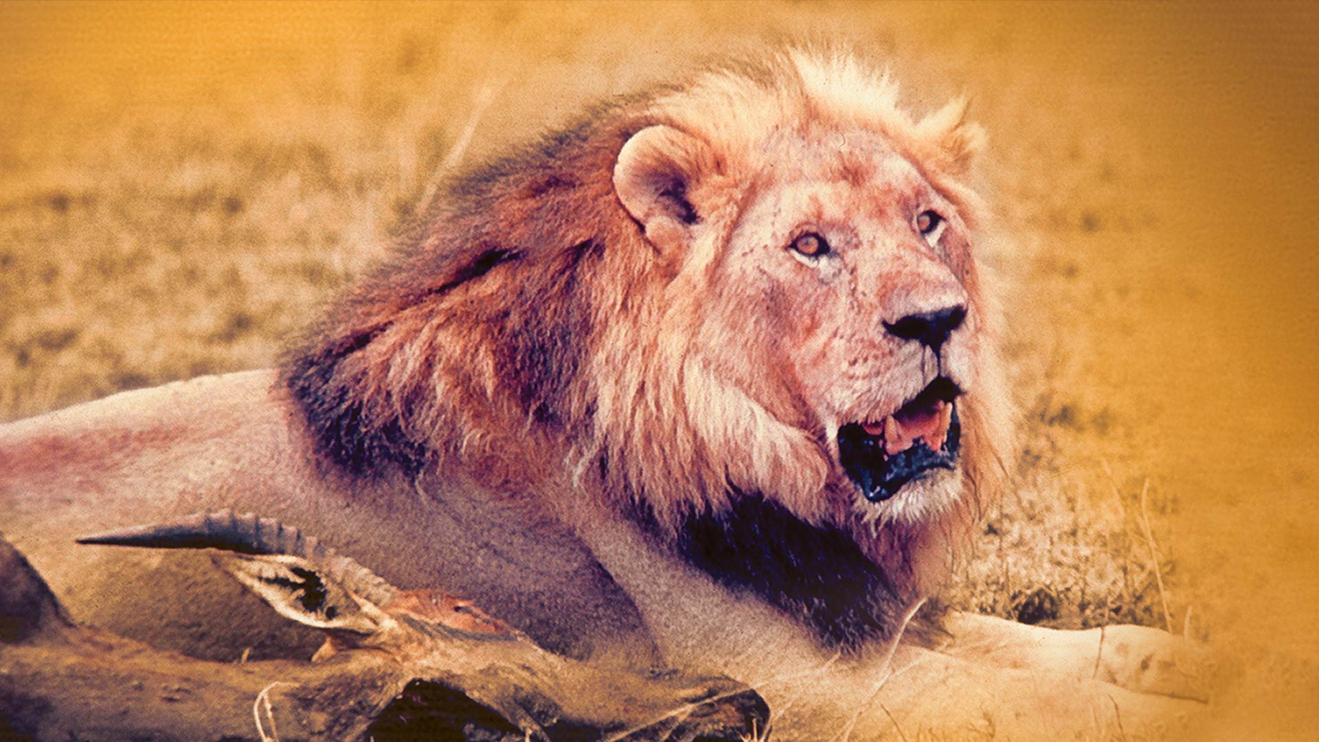 Lion putlockers hot sale