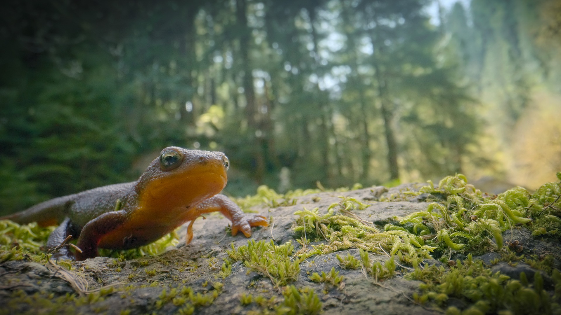 Incredible Animal Journeys Disney+