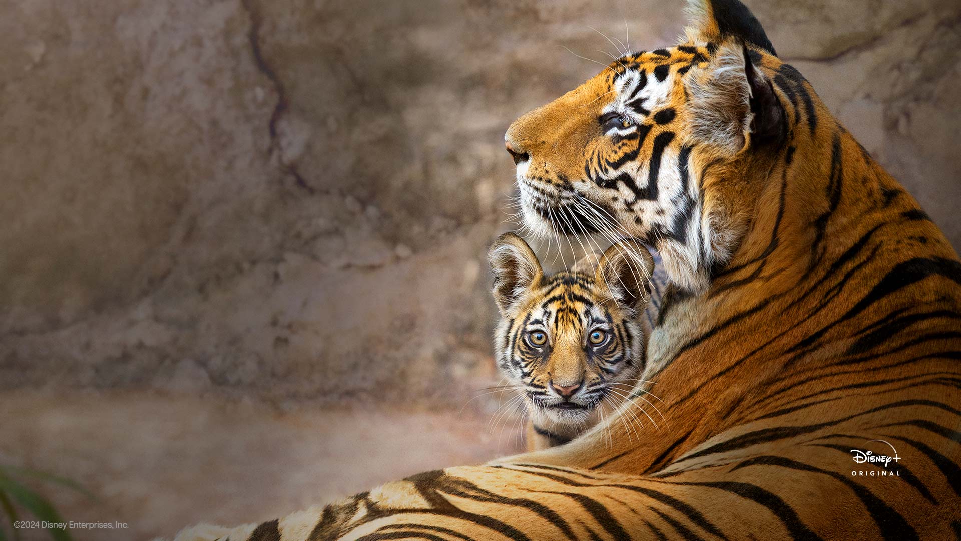Tiger Disney Hotstar