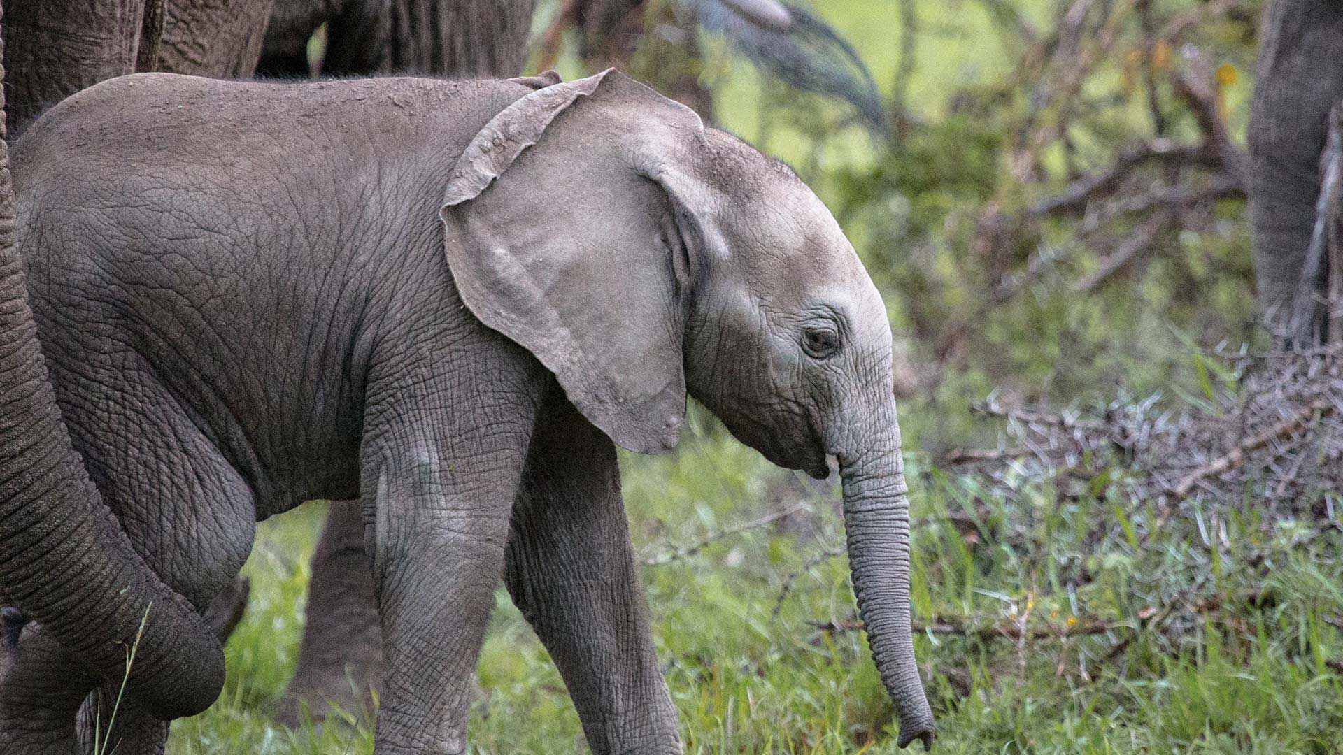 Disney+ Hotstar - Watch TV Shows, Movies, Specials, Live Cricket & Football