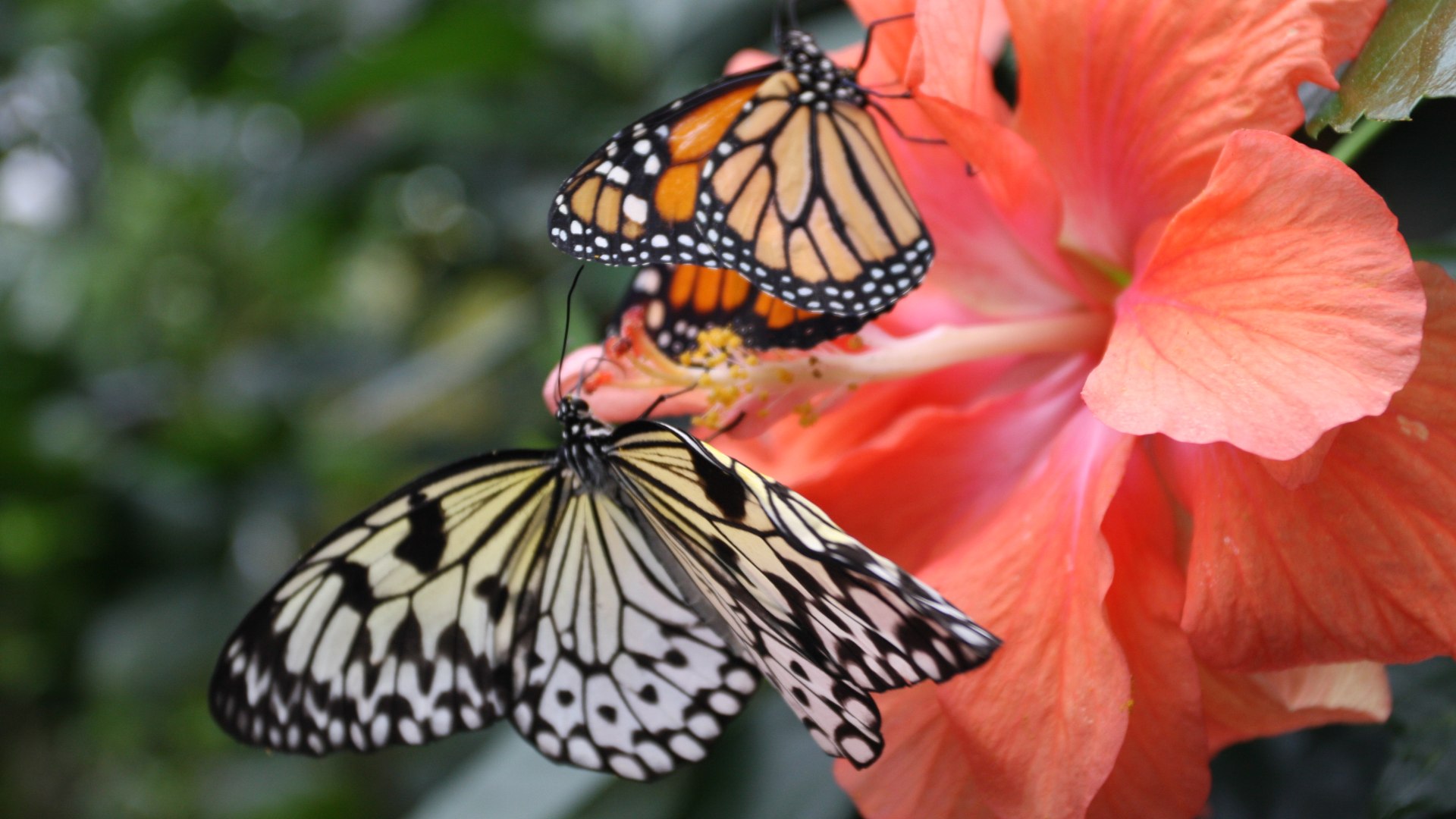 Great Migrations - Disney+