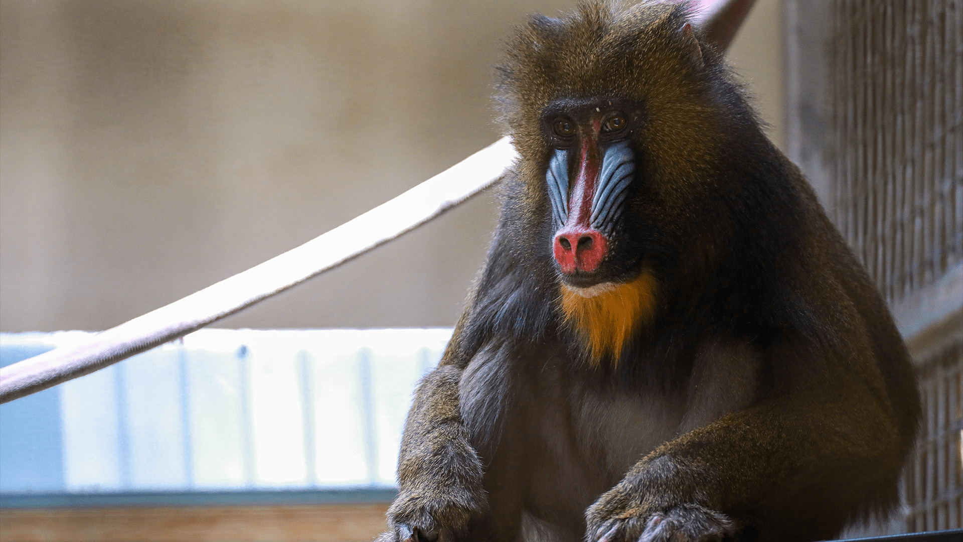 Magic of Disney's Animal Kingdom - Disney+