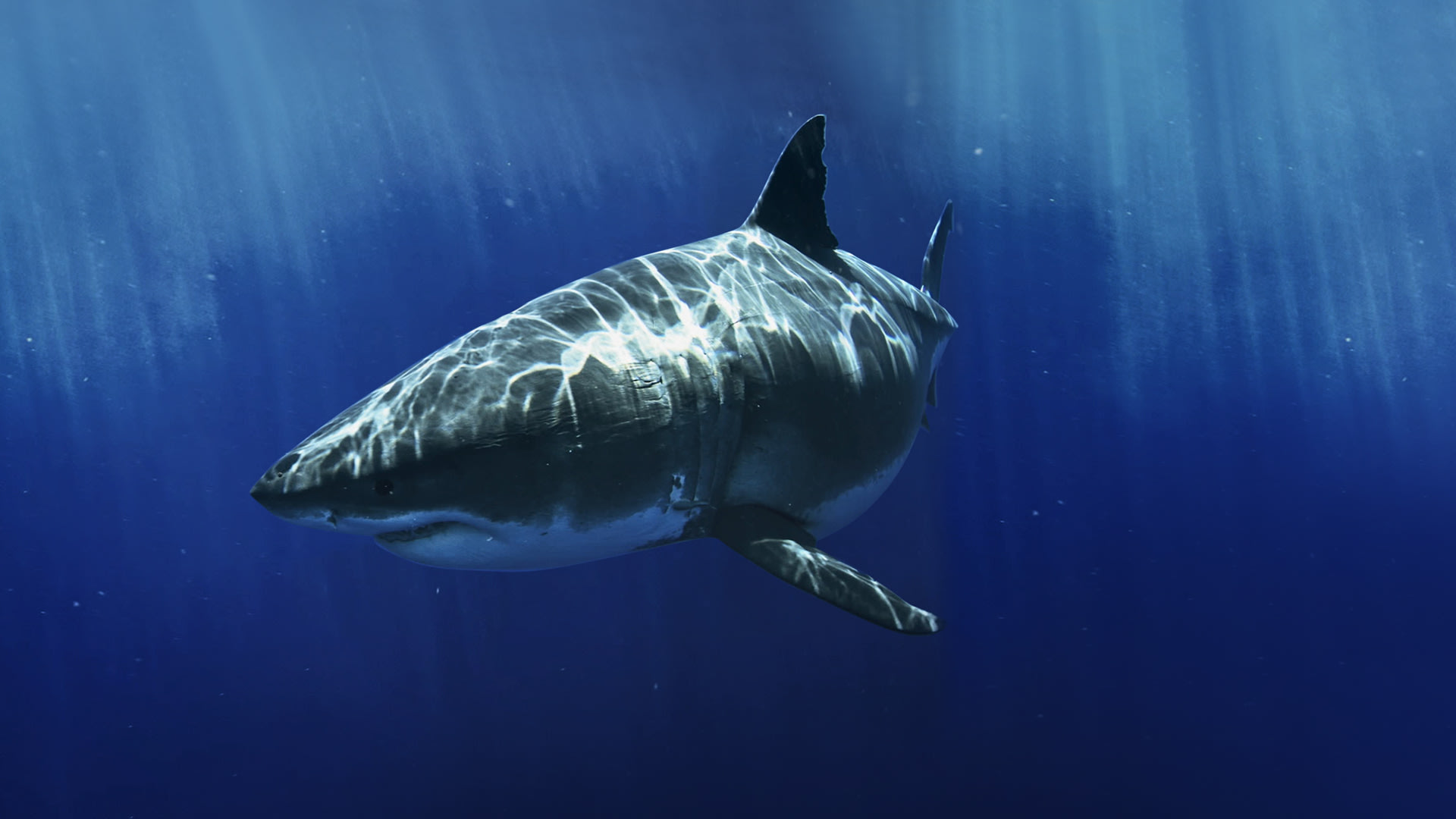 Most Wanted Sharks Disney+