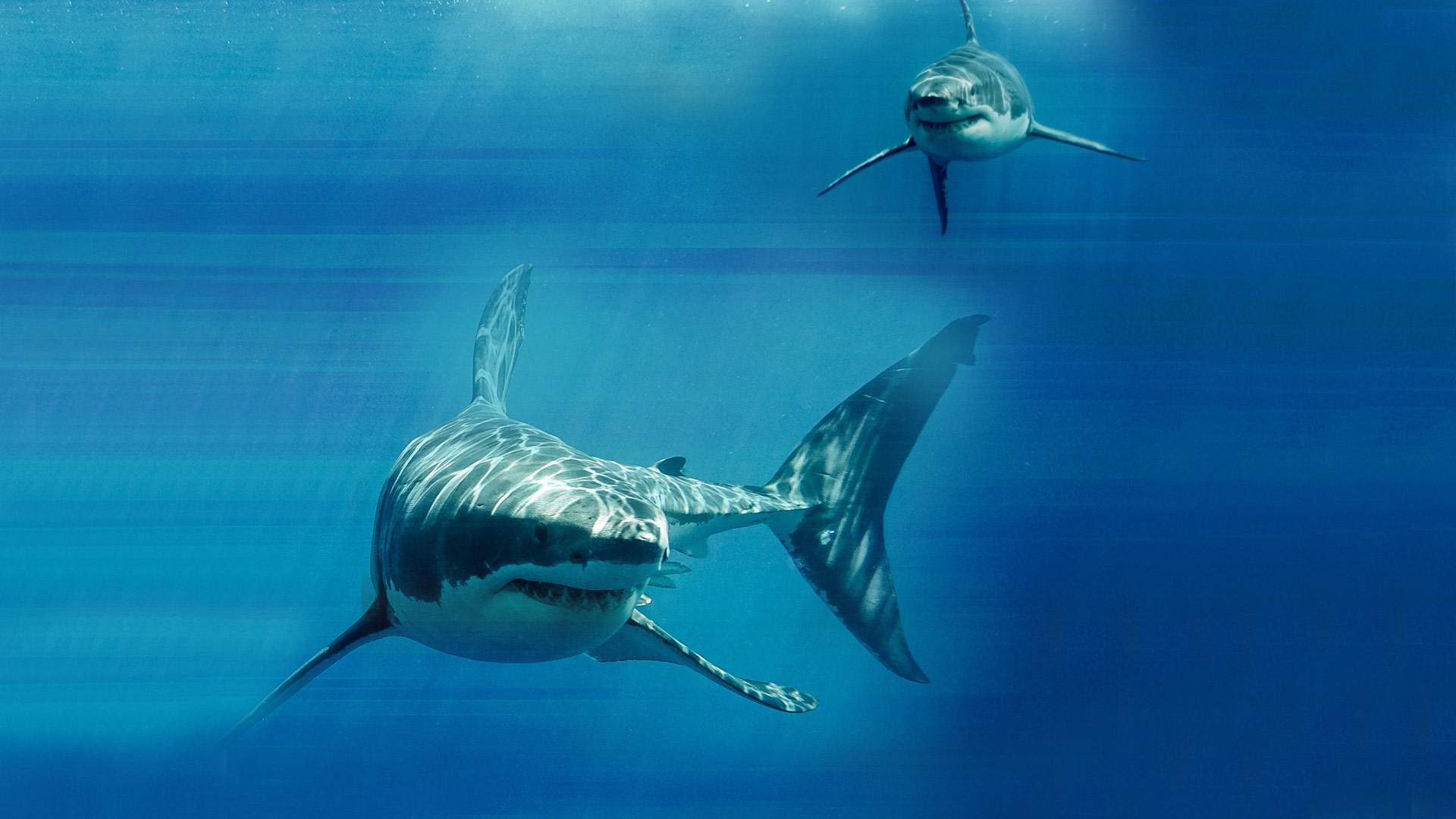 Game of Sharks Disney+