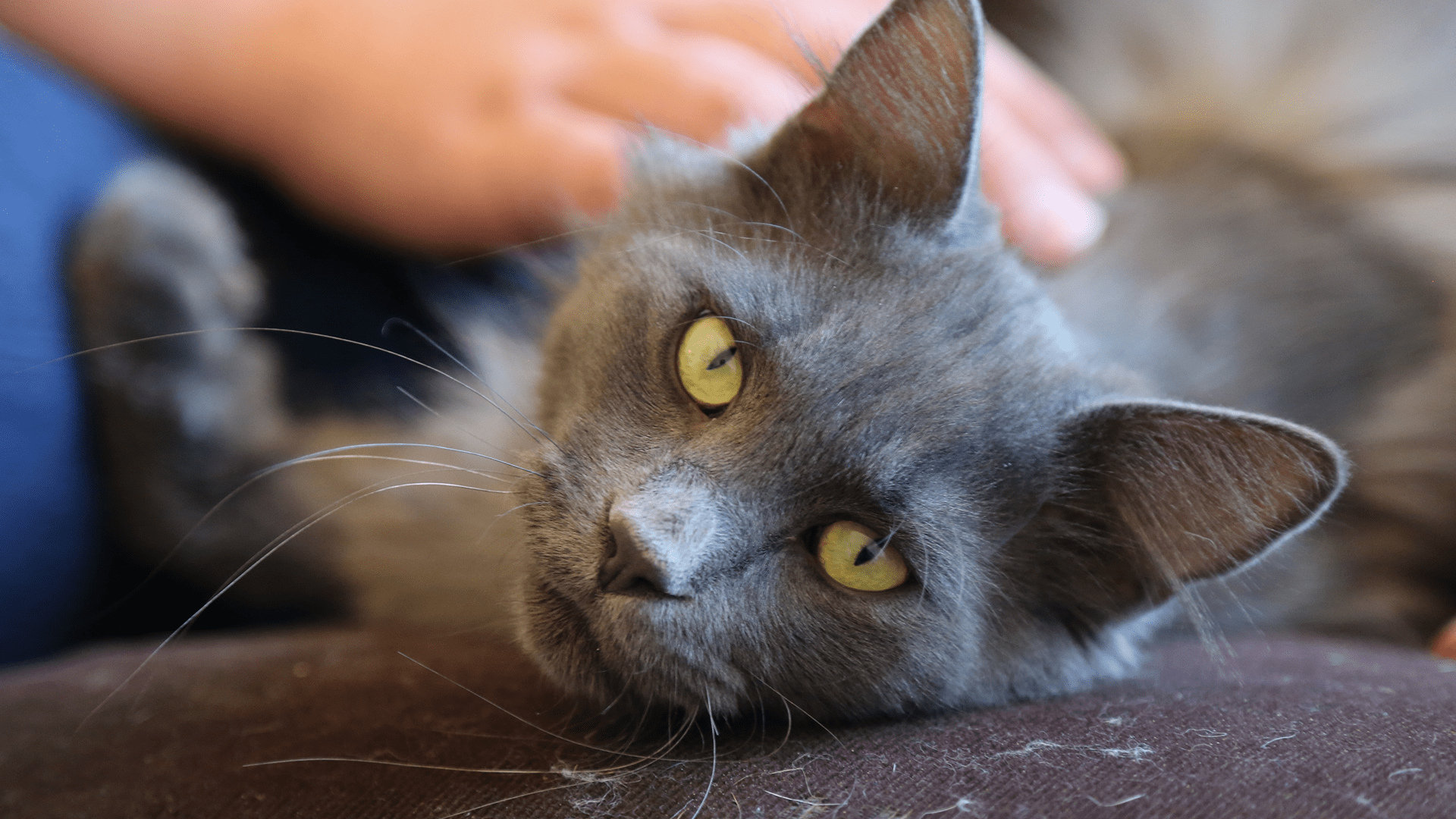 Rocky Mountain Animal Rescue Disney 