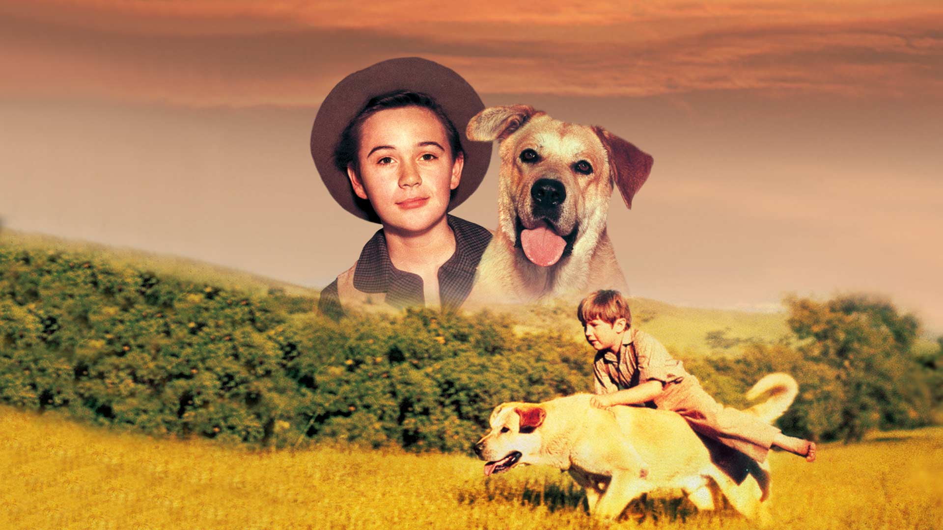 Old Yeller on Disney+ Jordan | English Spanish Castilian (European) Spanish  (Latin America) French (Parisian) Japanese German Italian Turkish Cantonese  Portuguese (Brazil) Polish Western Drama Animals & Nature MOVIE
