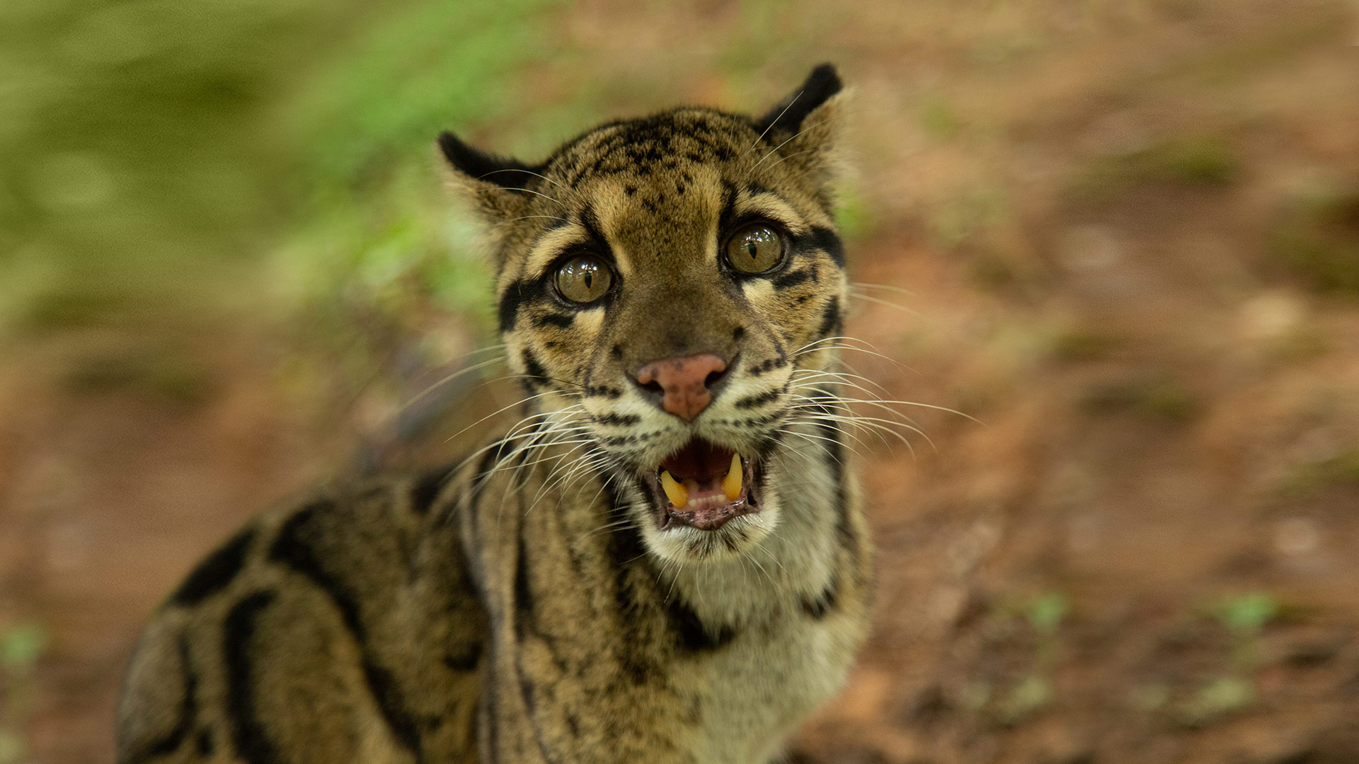 Wild Cats of India Wildlife Series, now streaming on Disney+ Hotstar