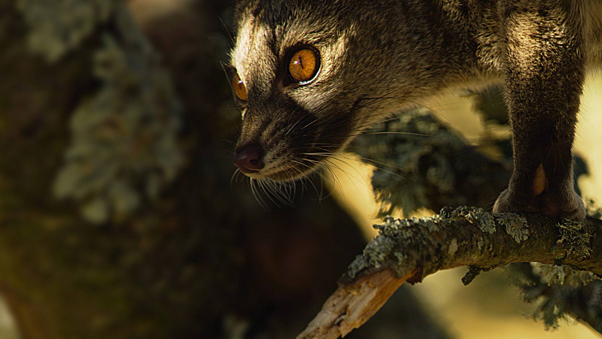 Watch wild america online hotsell