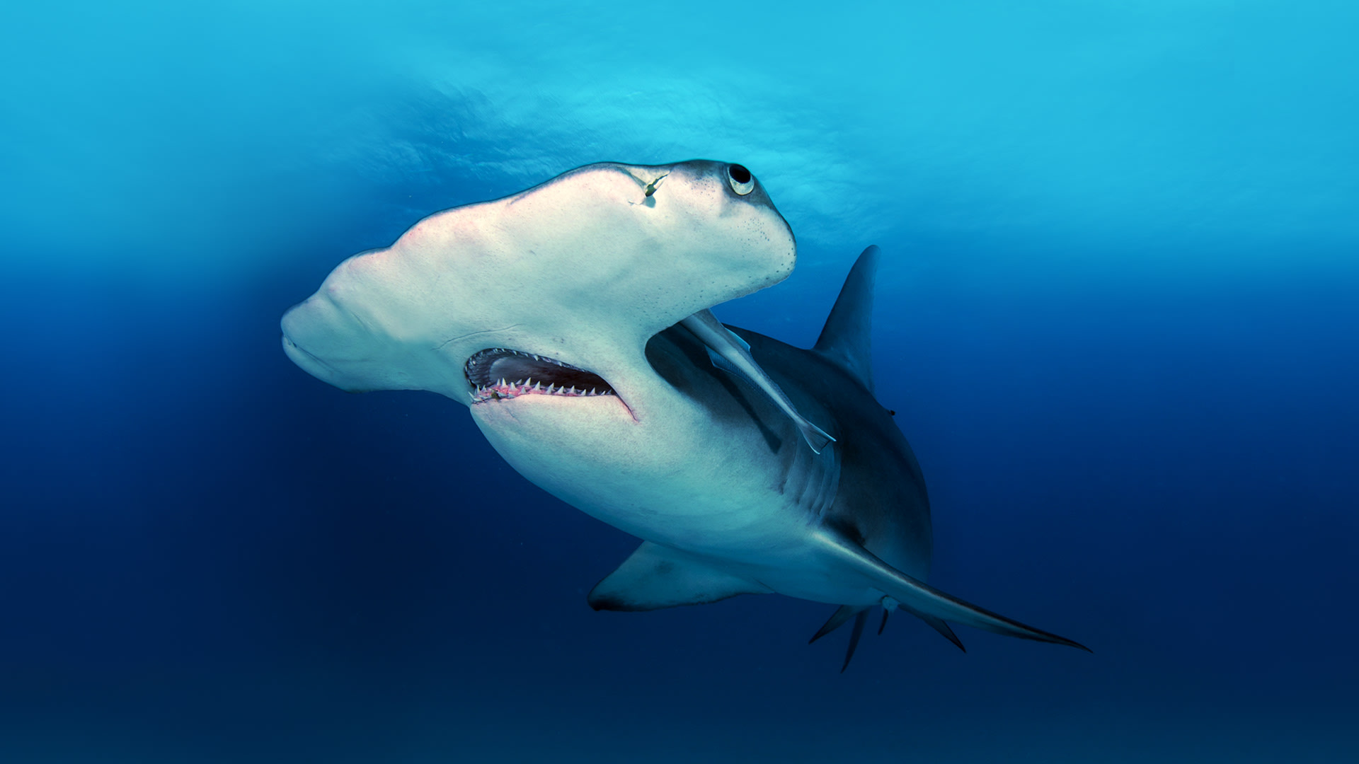 Mega Hammerhead - Disney+