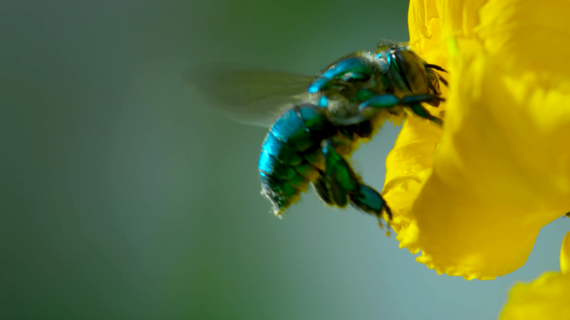 Disney+ Hotstar - Watch TV Shows, Movies, Specials, Live Cricket & Football