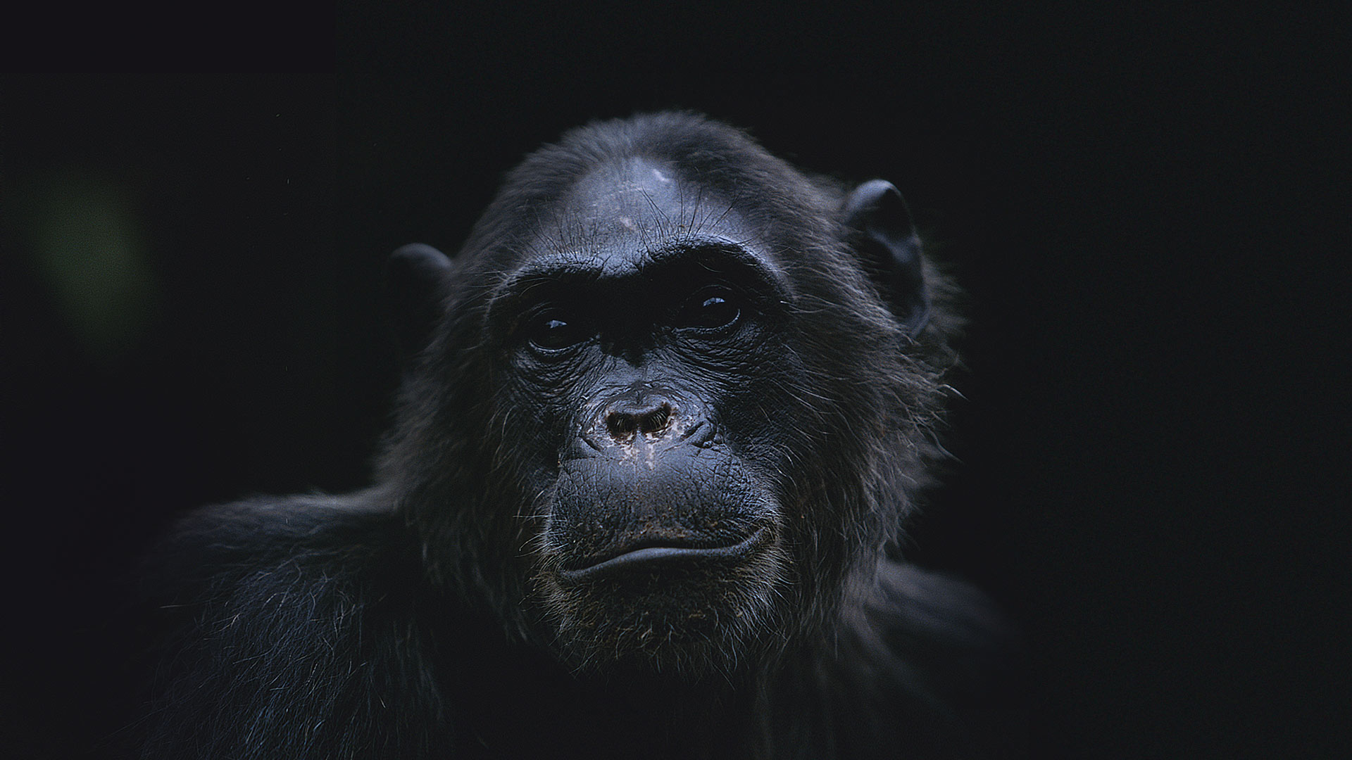 Kingdom of the Apes Battle Lines