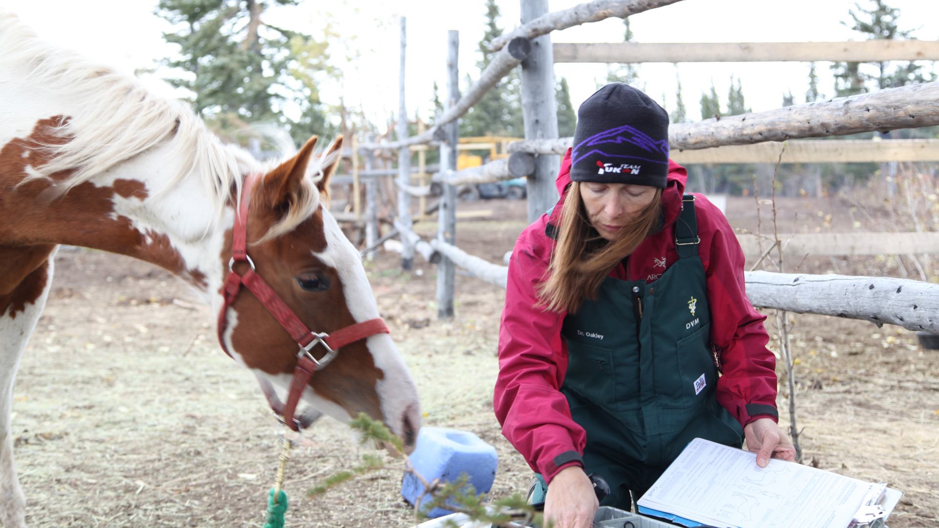Dr. Oakley, Yukon Vet Disney+