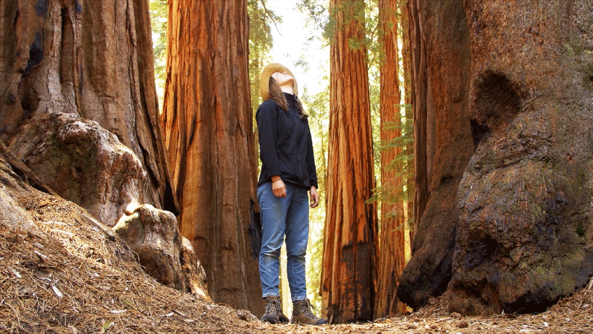 Nature Boom Time Disney+